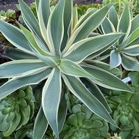 Agave attenuata 'Ray of Light'. Photo by Janice Moody