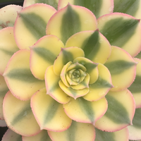 Aeonium 'Sunburst'. Photo by Cynthia Nations