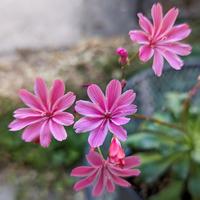 Lewisia 'Elise'. Photo by Cathrin Callas