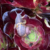 Aeonium snail damage. Photo by Janice Moody