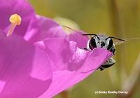 Female sweat bee. Photo by Kathy Keatley Garvey.