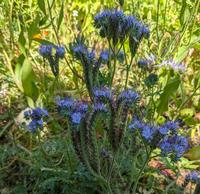 Phacelia. Photo by Janet Gilmore