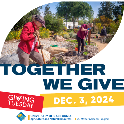 Giving Tuesday 2024