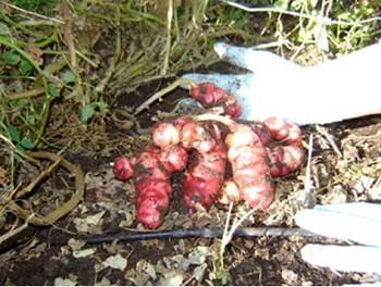 Our just-harvested oca
