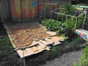 Work in progress: expanding the vegetable garden. Photo: Stacy Brewer