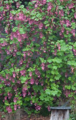 Flowering currant is a spectacular California native plant.