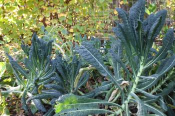 Kale is an easy winter crop.