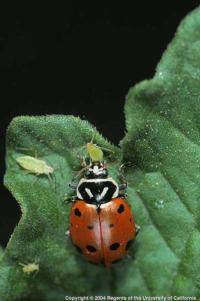 Aphids are a favorite meal for lady beetles.