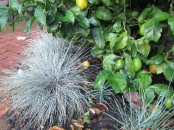 Spiky blue fescue grasses contrast with large green citrus leaves. (Photo: Marie Narlock)