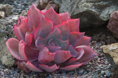 Succulents add instant color and texture to the garden. (Photo: Dorothy Weaver)
