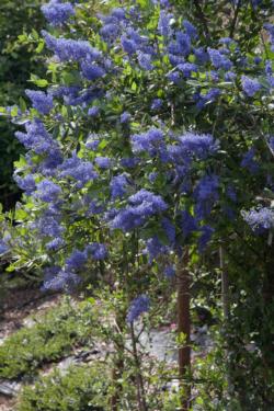 Ceanothus, whether tree form, shrub or groundcover,  is a good choice for windy locations. Photo by Marybeth Kampman.