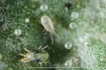 spider mite-green