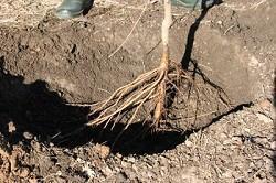 bare root tree