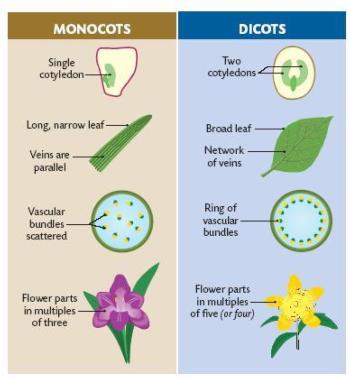 monocot vs Dicot