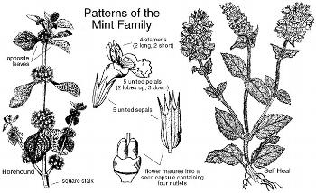 Mint Family