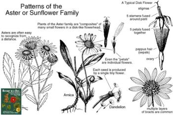 Asteraceae Patterns