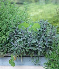 Herbs are among the easiest plants to grow