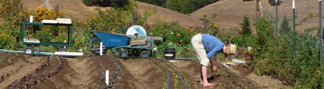 Planting into amended soil at IVC – Martha Proctor