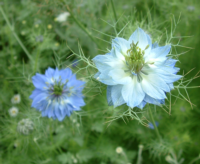 love in a mist