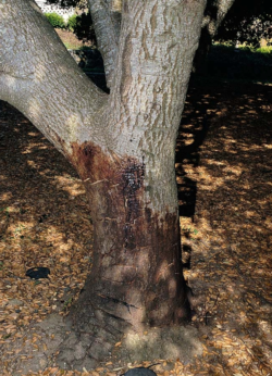 The most reliable early symptom of sudden oak death is dark sap exuding from the trunk. (Photo: UC IPM)