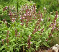 Salvia officinalis