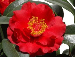 Camellia japonica ‘Bob Hope’  Photo: GardenSoft