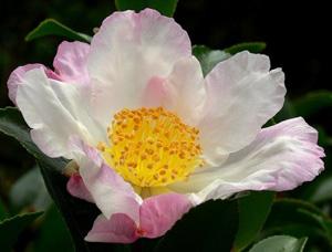 Camellia sasanqua ‘Hana Jiman’  Photo: GardenSoft