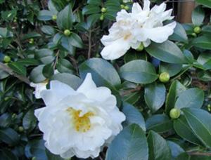 Camellia sasanqua ‘White Doves’  Photo: GardenSoft