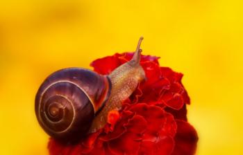 Snails are common garden pests that, left unchecked, can cause significant damage. Photo: Krzysztof Niewolny