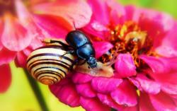 Snail are tasty treats for natural predators such as beetles. Photo: Krzysztof Niewolny, Unsplash