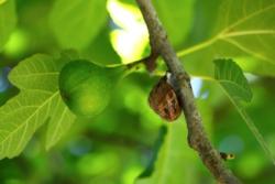 Snails will climb trees to devour soft, fleshy fruit such as figs. Photo: Foad Memeriaan, Unsplash
