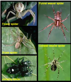 Spiders are predators who consume insects &even other spiders. Some snag prey in webs; others stalk their prey by pouncing on them. Photo: UC Regents