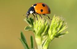 Both the adults and the larvae of lady beetles chow down on aphids.  Photo: Sue Thomas, Unsplash