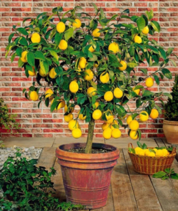 Citrus is an excellent choice for large pots on sunny decks and patios.  Photo: Gardensoft