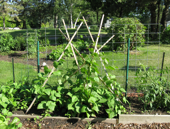 Pole beans require a trellis or other structure. Photo: Creative Commons