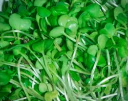 Radish microgreens add zesty flavor. Photo: Creative Commons