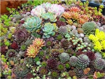 group of succulents