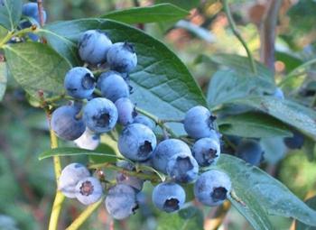 Southern high-bush blueberry. Photo courtesy of Gardensoft