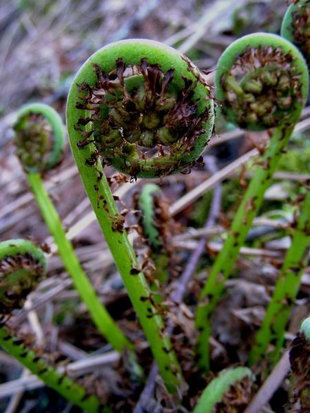 Ostrich Fern (Matteuccia struthiopteris). Photo courtesy of Flicker Photo Sharing