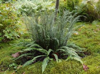 Deer Fern (Blechnum spicant)