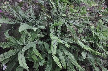 Five-finger Fern (Adiantum aleuticum)