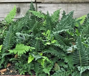 Leather Fern (Polypodium scouleri)