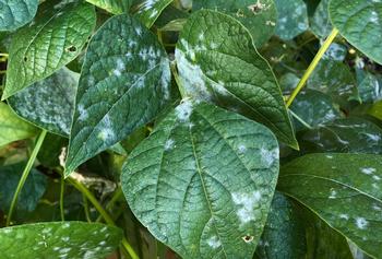 Powdery Mildew on bean leaf – Photo Credit: Bonnie Marks