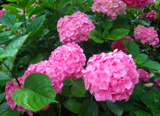 Mophead hydrangeas feature large, rounded flower heads in white, pink, red, or blue. Photo: Martha Proctor