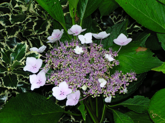 Lacecap flowers differ from mopheads. Photo: Plantmaster