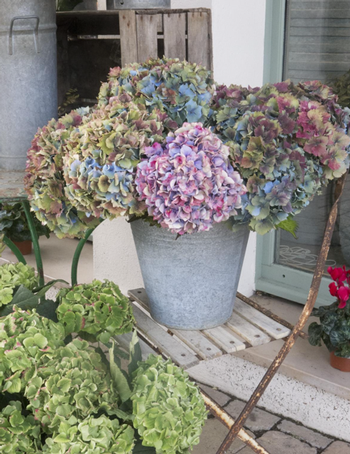 Fresh cut hydrangeas last for months, even years.  Photo: Marybeth Kampman