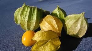 Cape gooseberries resemble tomatillo with its straw colored husk. Photo credit: Creative Commons