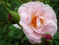 Belle Story English shrub rose