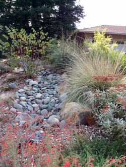 Rain gardens are beautiful, functional, and help to slow, spread, and sink water. Photo: UC Regents