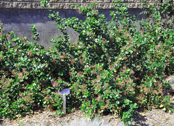 Ribes viburnifolium is a fragrant evergreen that thrives under oak trees. Photo: Plantmaster
